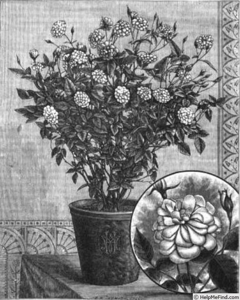 'Anne-Marie de Montravel (polyantha, Rambaux, 1879)' rose photo