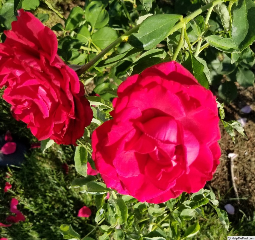 'Royal Success ™' rose photo