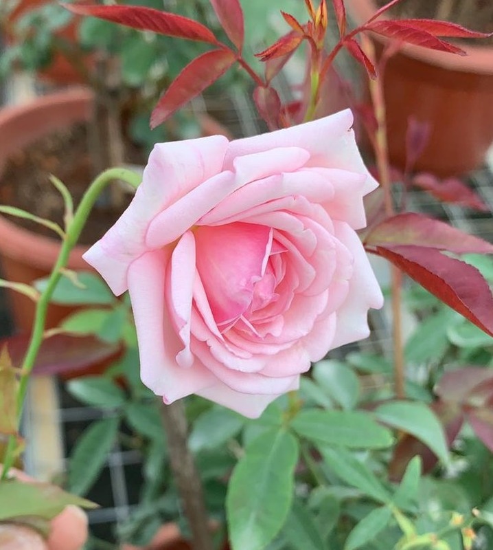 'Hume's Blush Tea-scented China' rose photo