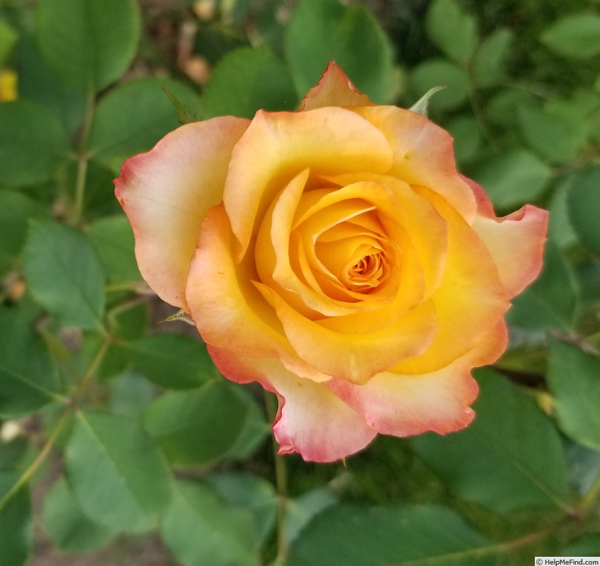 'Fire Lady' rose photo