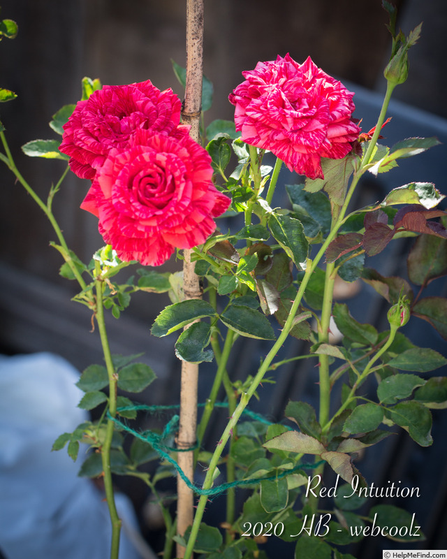 'Red Intuition' rose photo