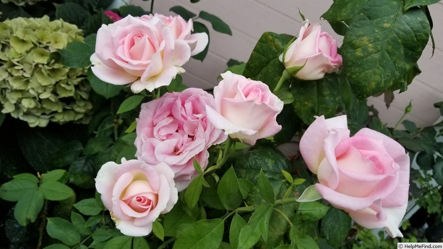 'Falling in Love ™' rose photo
