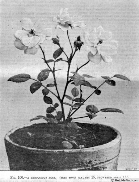 'Nana (polyantha, Lille, 1891)' rose photo