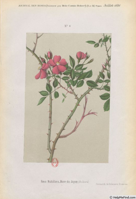 'R. nipponensis' rose photo