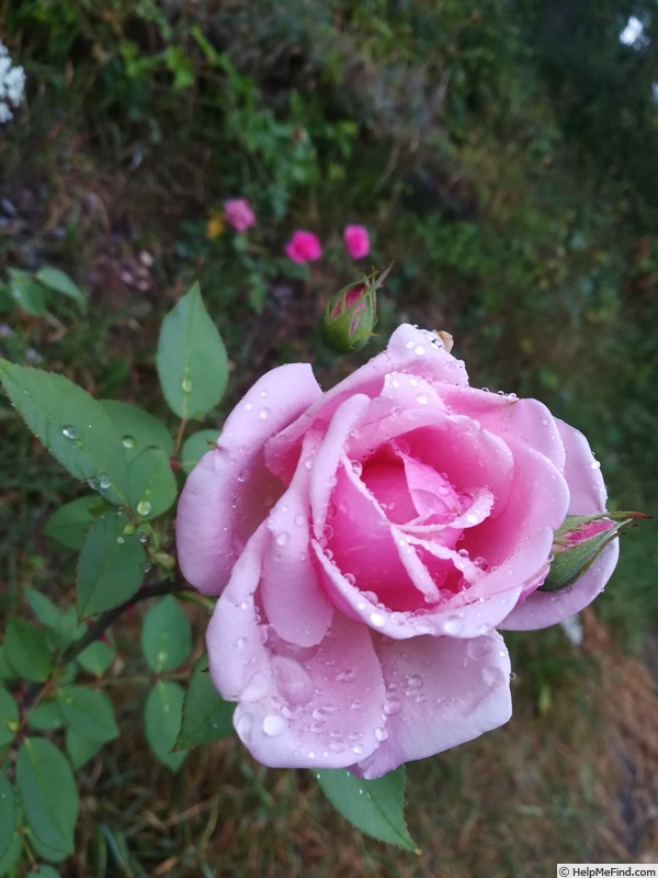 'Frau Peter Lambert' rose photo