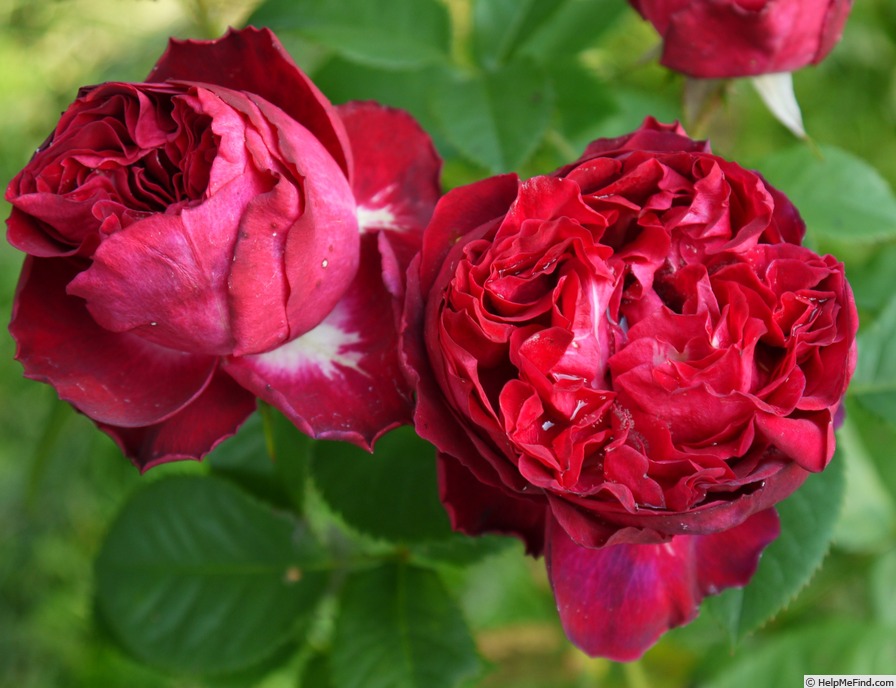 'King of Infinity®' rose photo