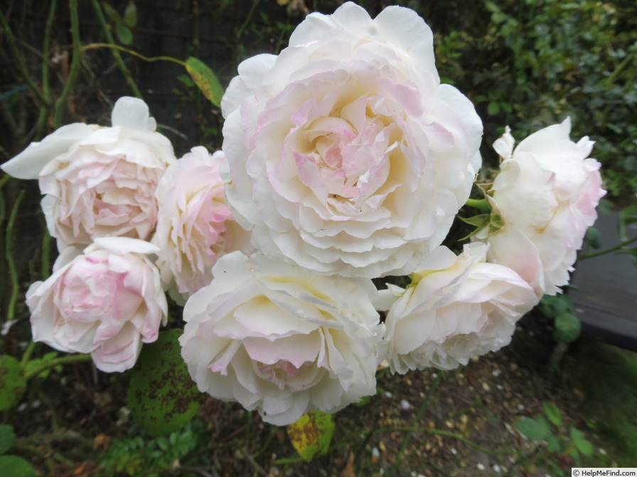 'André Brichet' rose, click to enlarge 'André Brichet' rose photo
