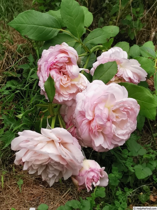 'Schönberg' rose photo