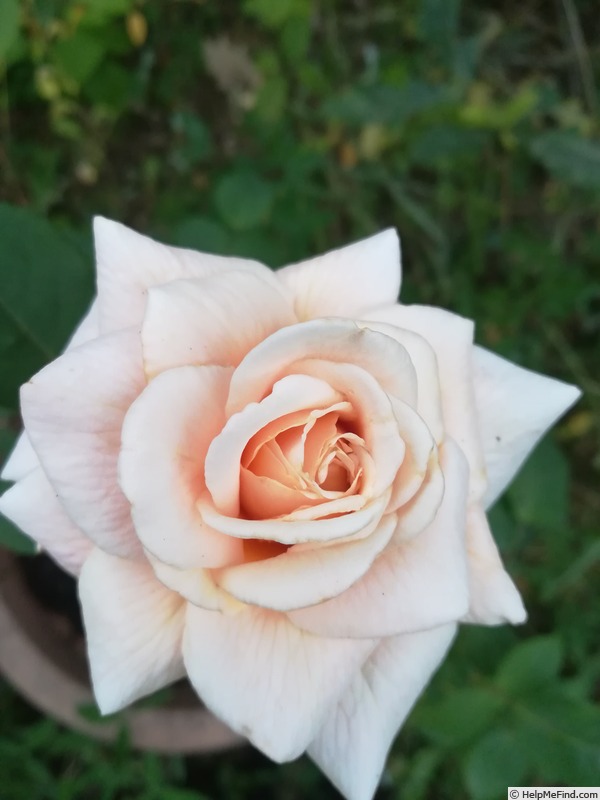 'Mrs. T. J. English' rose photo