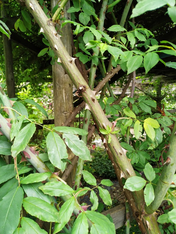 'Sir Cedric Morris (climber, Morris, 1980)' rose photo
