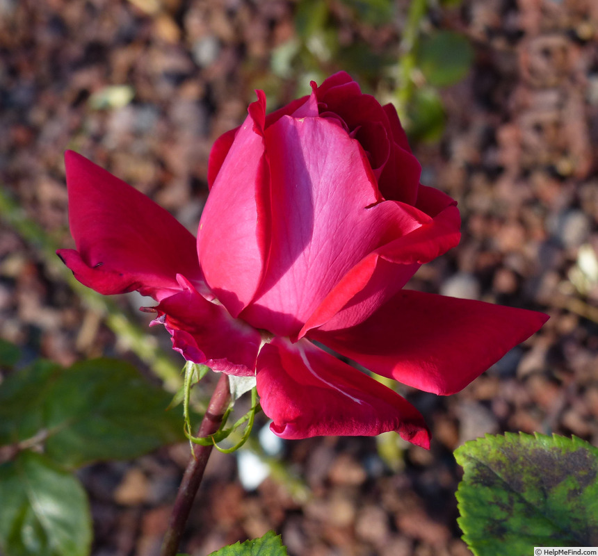 'Red Devil (hybrid tea, Dickson, 1965)' rose photo