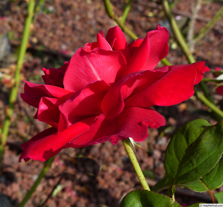 'Red Chief' rose photo