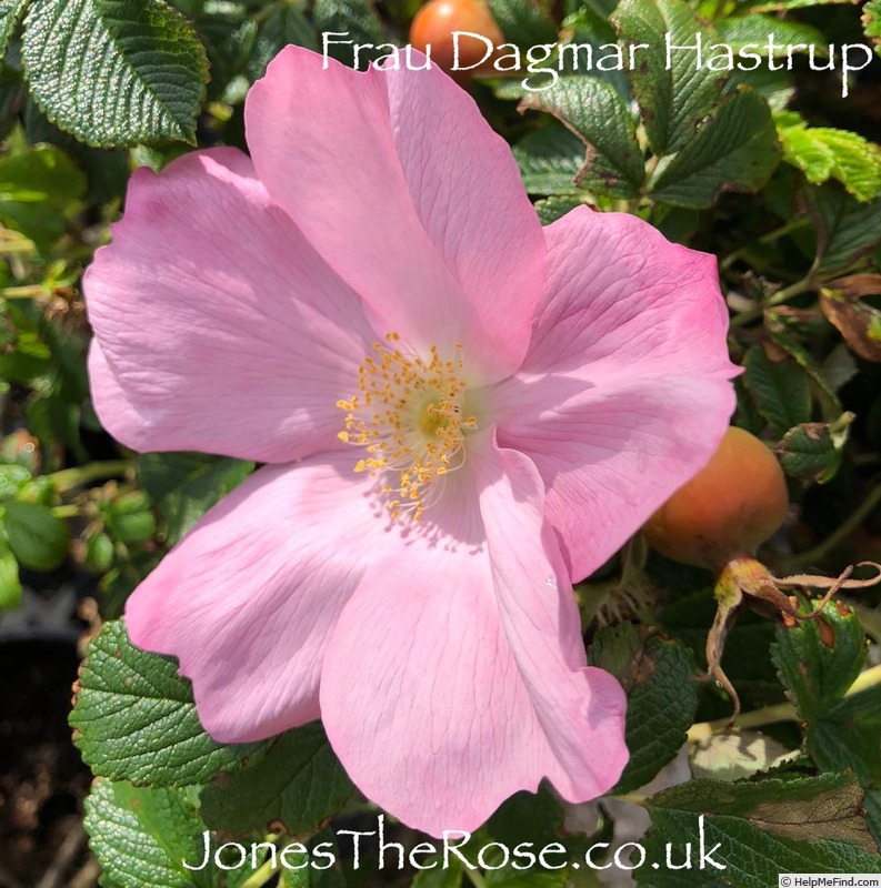 'Fru Dagmar Hastrup' rose photo