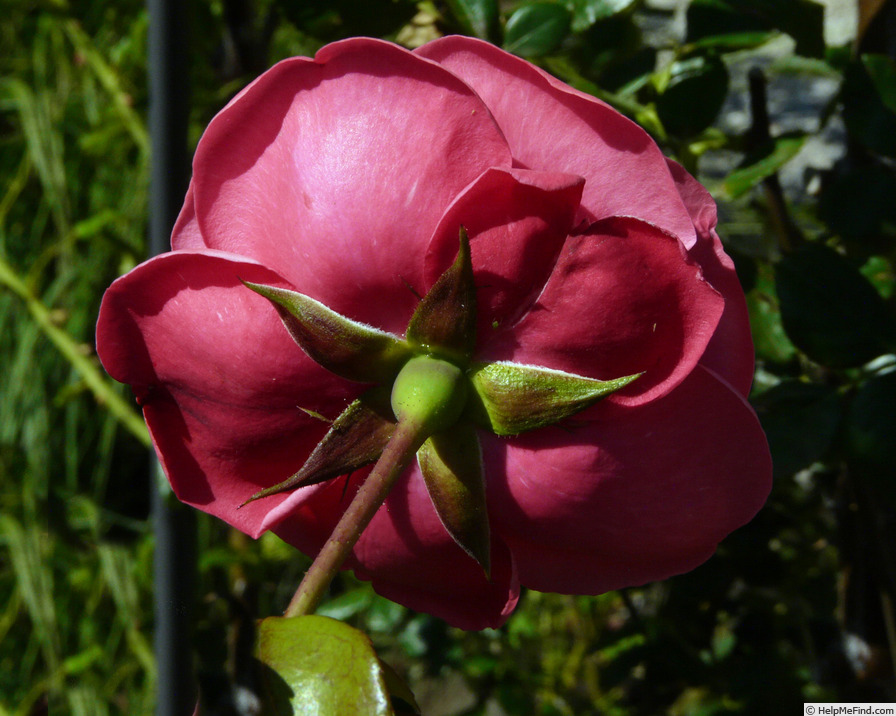 'Pink Perpétué (Large Flowered Climber, Gregory, 1965)' rose photo