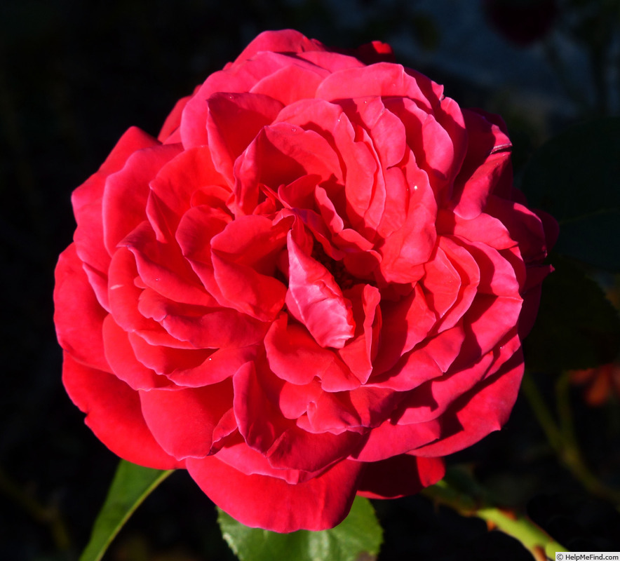 'Samantha ® (hybrid tea, Warriner 1974)' rose photo