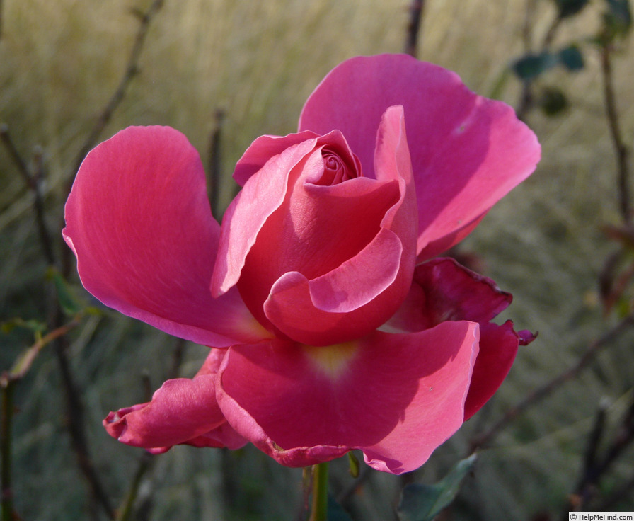 'Taj Mahal (hybrid tea, Armstrong, 1972)' rose photo