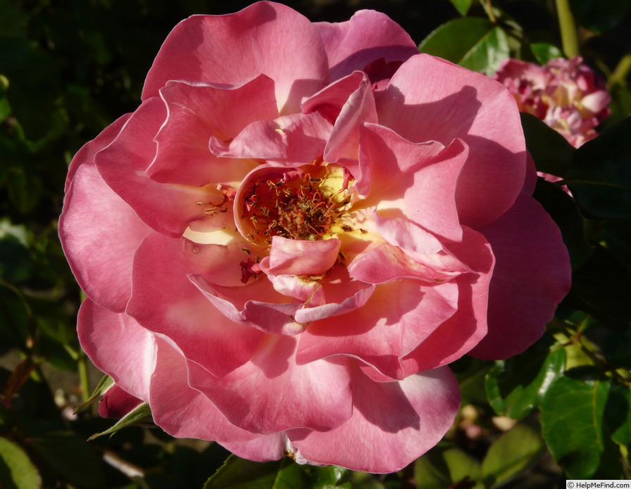 'Tapestry (hybrid tea, Fisher 1958)' rose photo