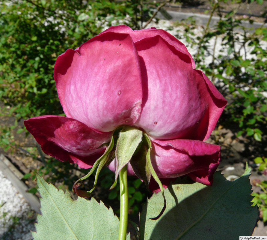 'Cramoisi Supérieur' rose photo