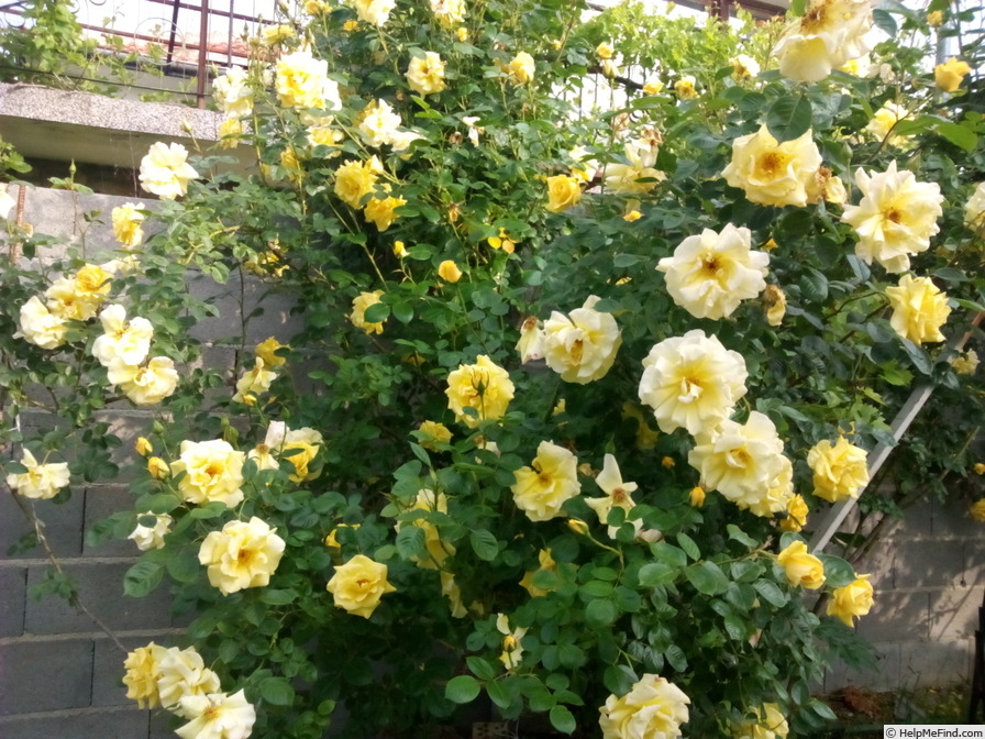 'Gardeners Glory (LCl, Warner, before 2005)' rose, click to enlarge 'Gardeners Glory (LCl, Warner, before 2005)' rose photo
