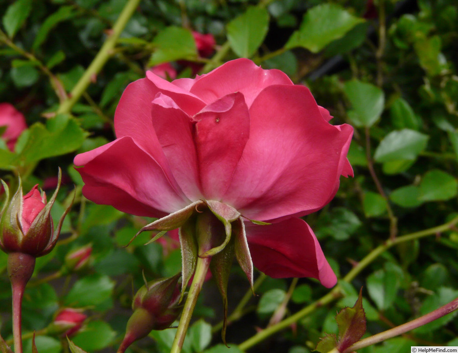 'Rody ®' rose photo