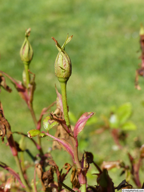 'Viridiflora' rose photo