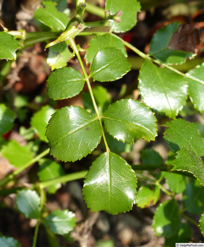 'Toscana (shrub, Kordes 1999)' rose photo