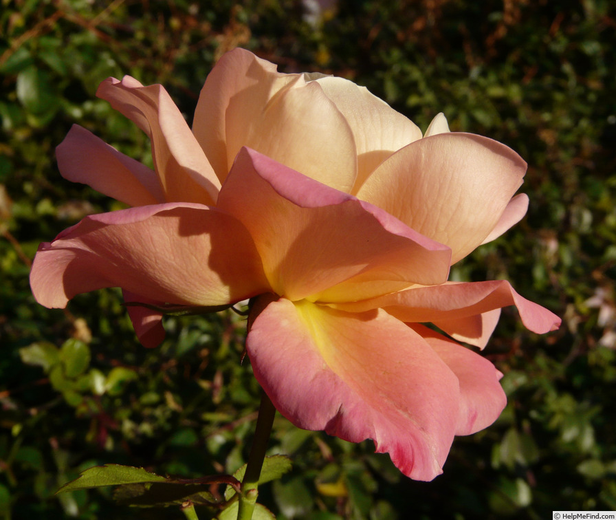'Cubana (hybrid tea, Kordes 1988)' rose photo