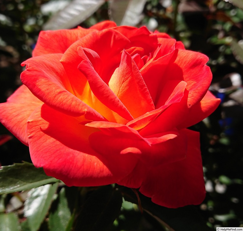 'Feurio ® (florists' rose, Kordes, 2011)' rose photo