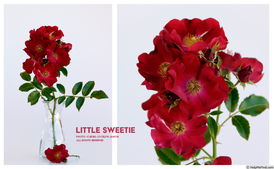 'Little Sweetie (Shrub, Grant before 2005)' rose photo