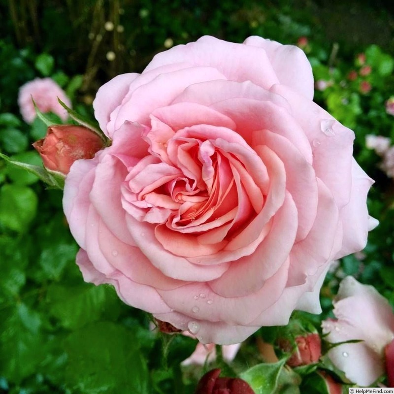 'Aloha (cl. hybrid tea, Boerner before 1949)' rose photo