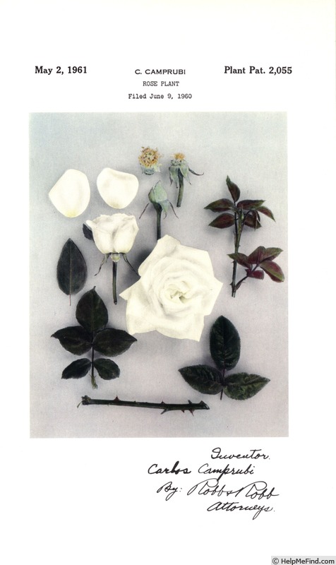 'Amistad Sincera (hybrid tea, Nadal, 1957)' rose photo