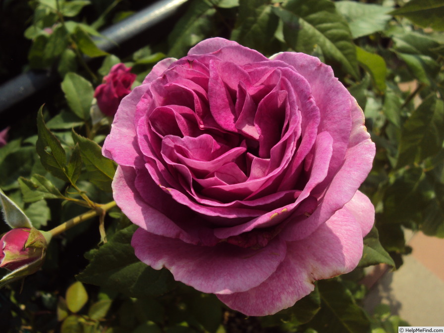 'Carmen Würth' Rose Photo