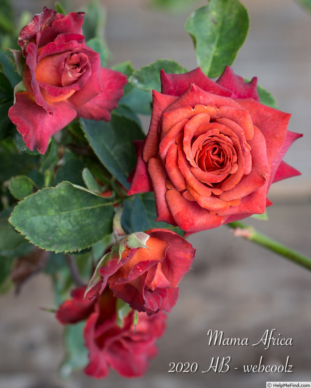 'Mama Africa (florists rose, Spek, 2005)' rose photo