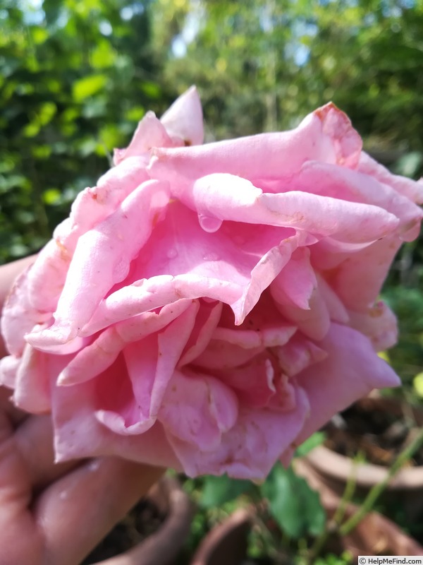 'Renée Wilmart-Urban' rose photo