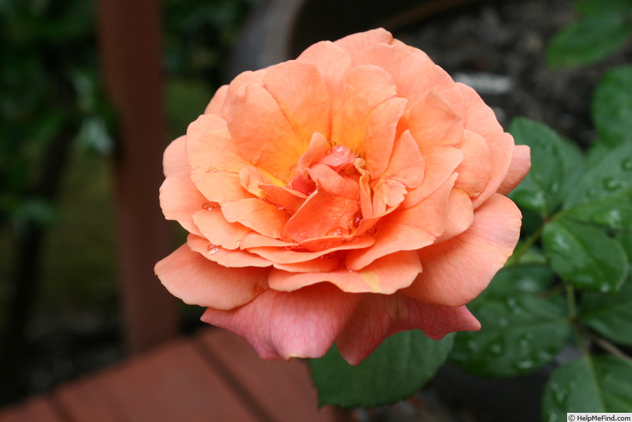 'Easy Does It ®' rose photo