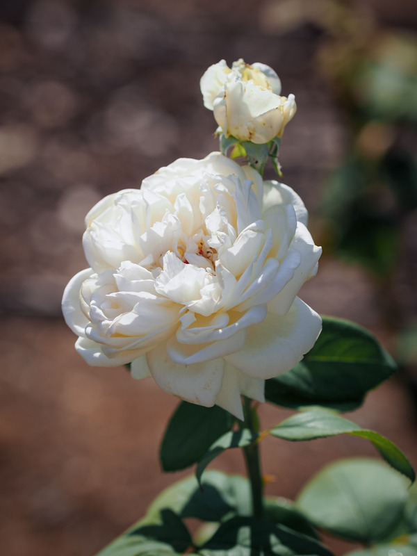 'Mariangela Melato ®' rose photo
