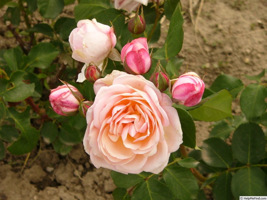 'Doulce France ®' rose photo