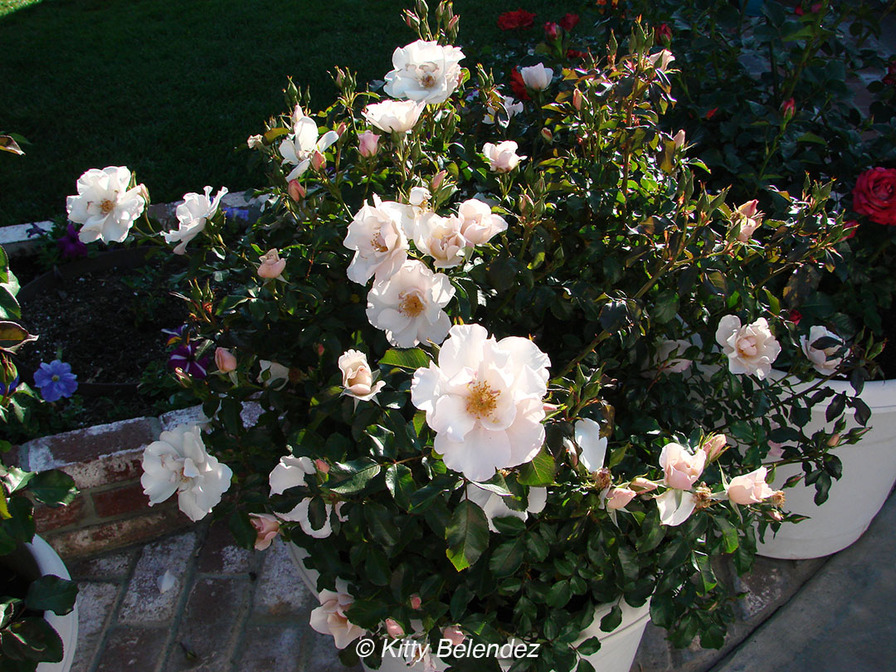 'Playfair' rose photo