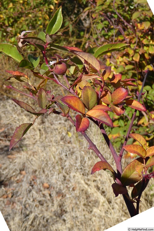 'Marie Lambert' rose photo