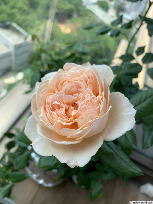 'Masora' rose photo