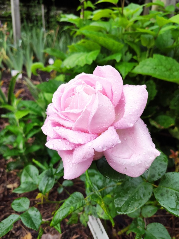 'Myriam ® (hybrid tea, Cocker, 1990)' rose photo