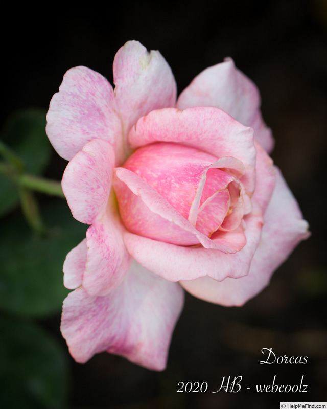 'Dorcas (shrub, Buck 1984)' rose, click to enlarge 'Dorcas (shrub, Buck 1984)' rose photo