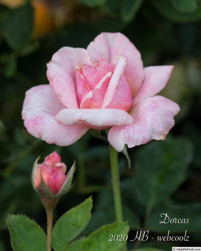 'Dorcas (shrub, Buck 1984)' rose photo