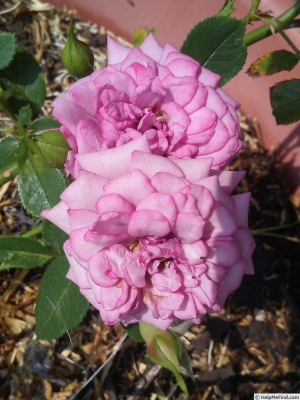 'Lavender Jewel' rose photo