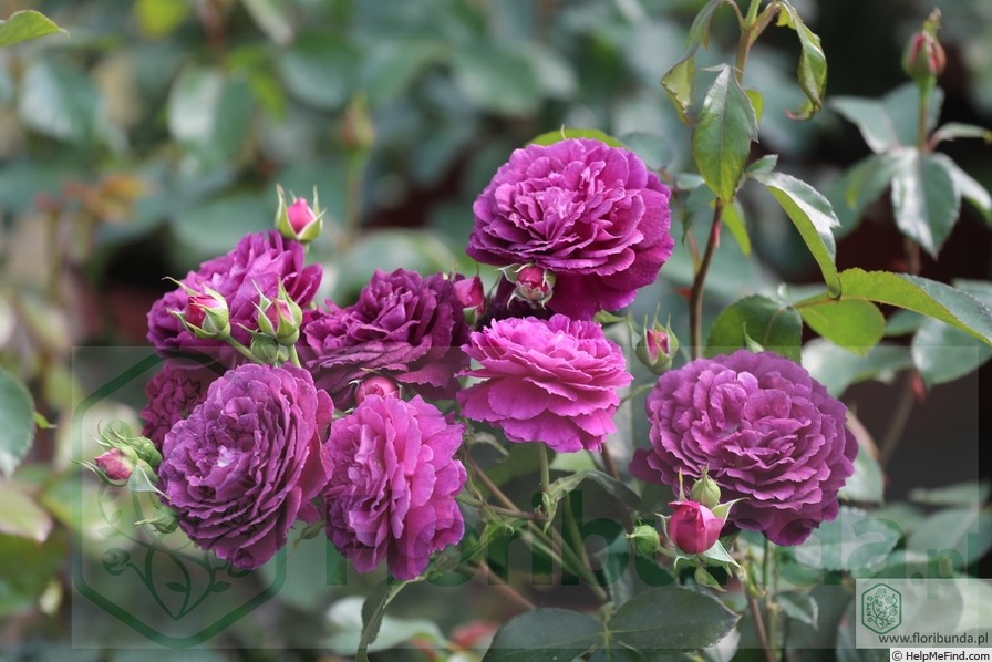 'Purple Eden ®' rose photo