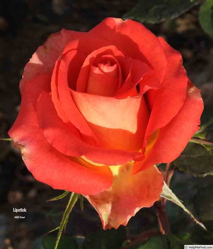 'Lipstick (hybrid tea, Tantau)' rose photo