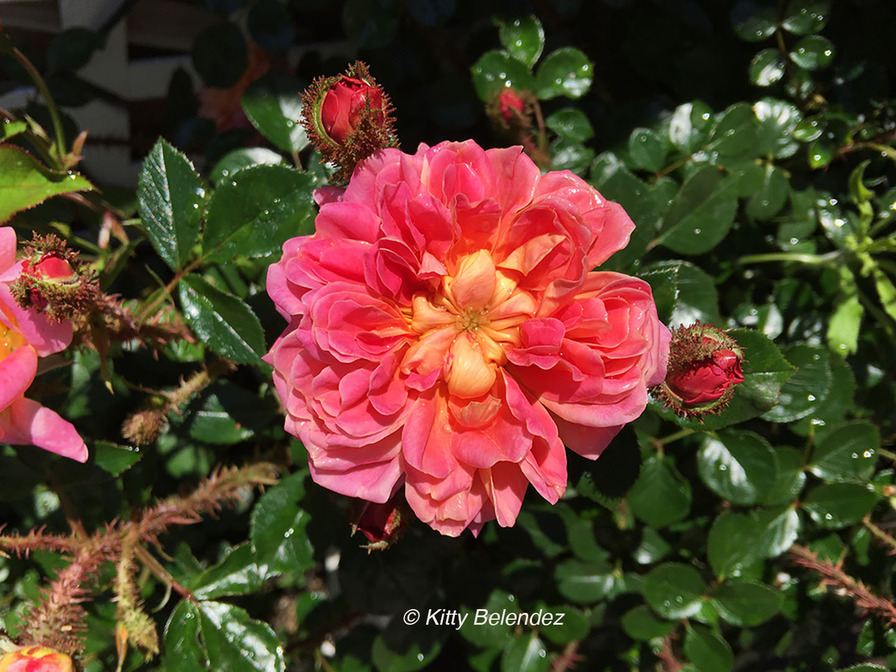 'Treasure Trail' rose photo