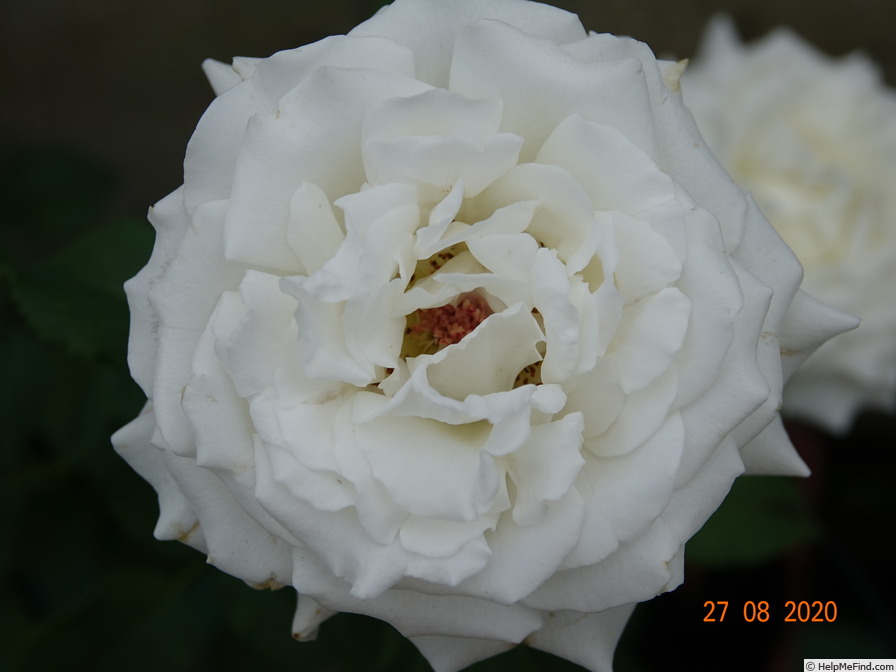 'Pope John Paul II ™ (Hybrid Tea, Zary, 2006)' rose photo