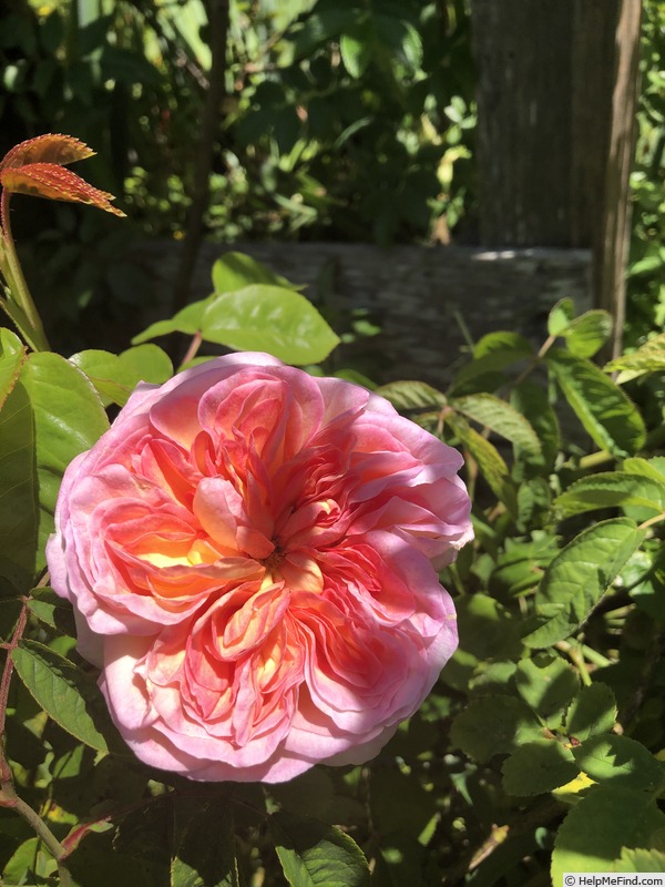 'Marianne (gallica, Barden 2001)' rose photo