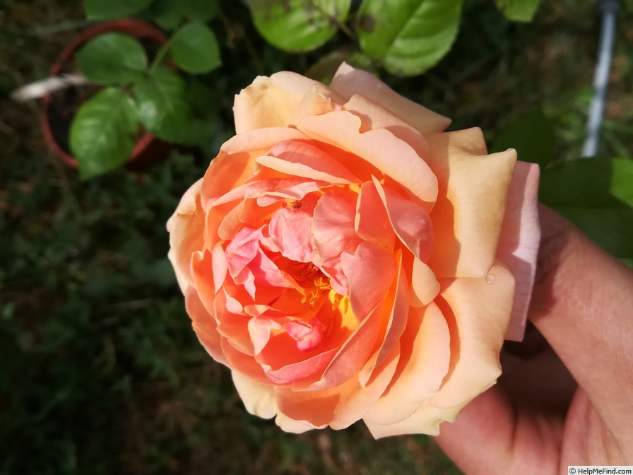 'Adèle Crofton' rose photo